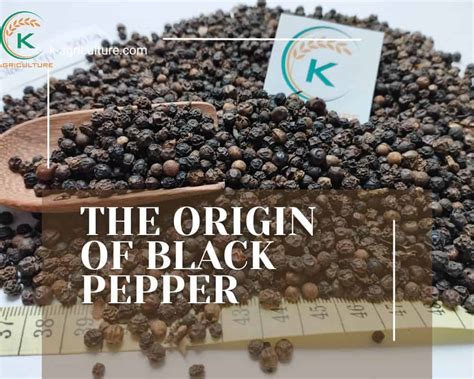 pepper übersetzung|black pepper in german.